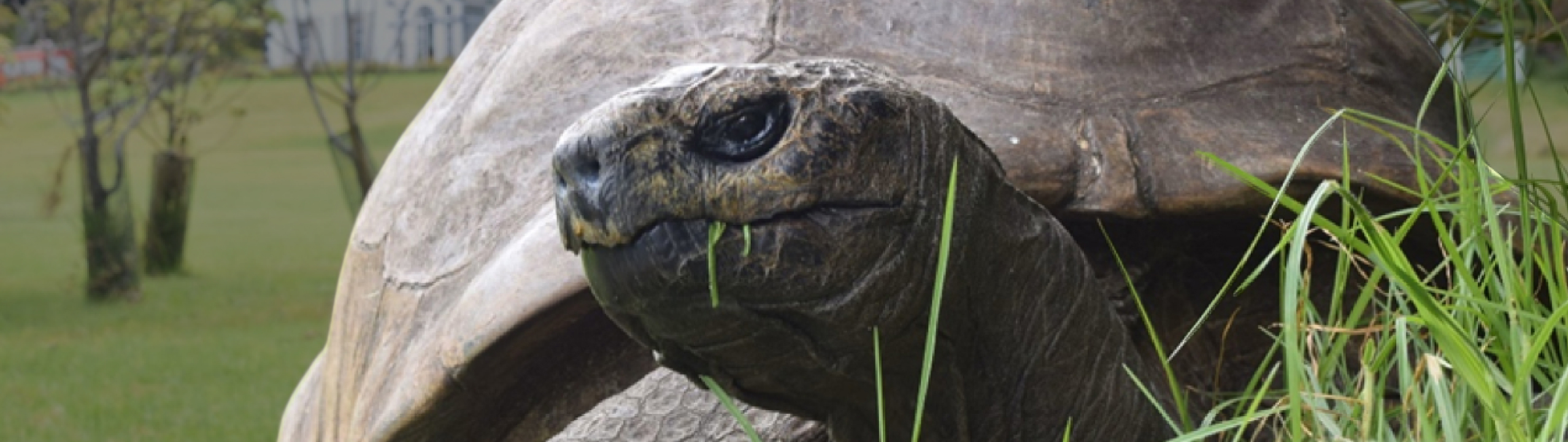 Старейшая в мире черепаха стала жертвой вирусного криптоскама. ЧТО?!?